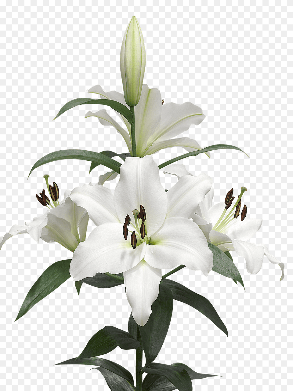 A Few Lilies, Flower, Plant, Anther, Lily Png