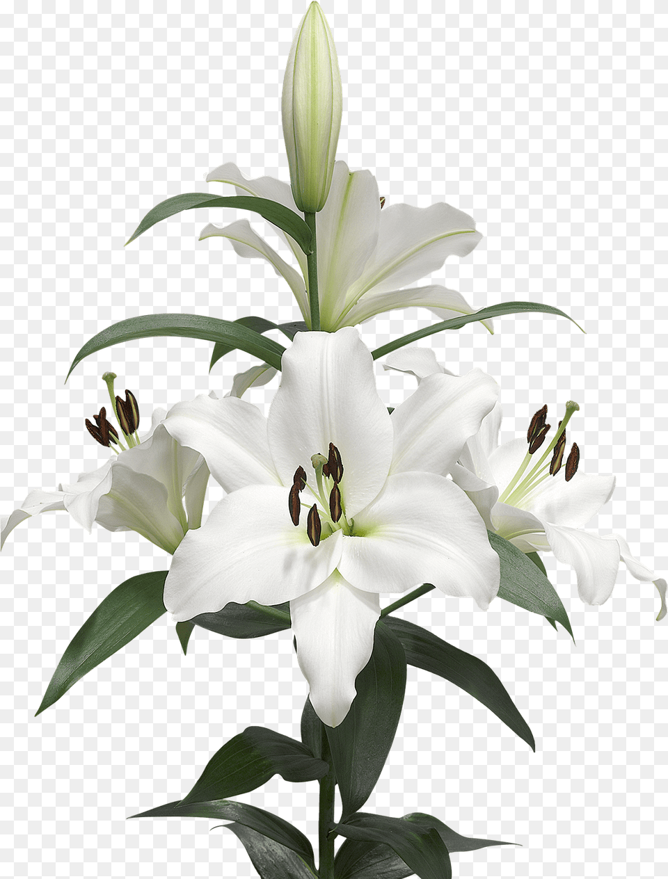 A Few Lilies Transparent Lily Buld Drawing, Flower, Plant, Petal, Pollen Free Png