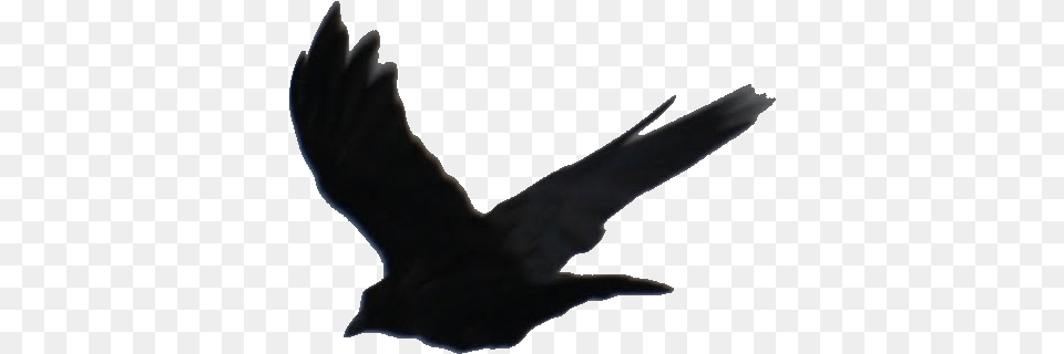 A Few Things From The Book We Discussed Divergent Ravens Tattoo Animal, Bird, Flying, Blackbird Free Transparent Png