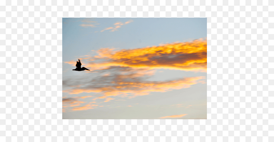 A Flight, Animal, Bird, Flying, Nature Free Png