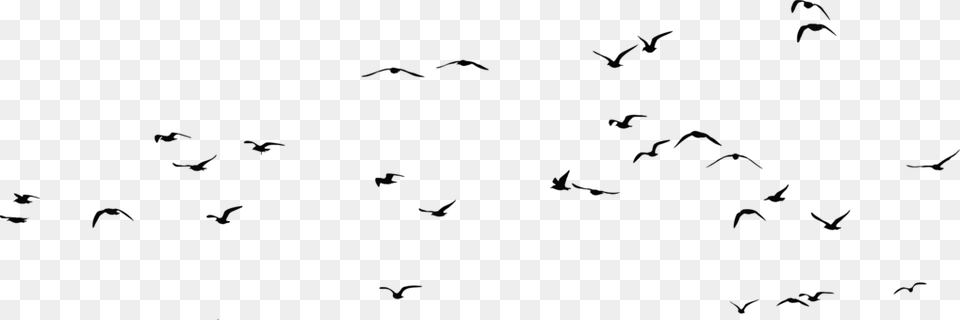 A Flock Of Seagulls Bird Computer Icons Web Browser Flock Of Seagulls Silhouette, Gray Free Png