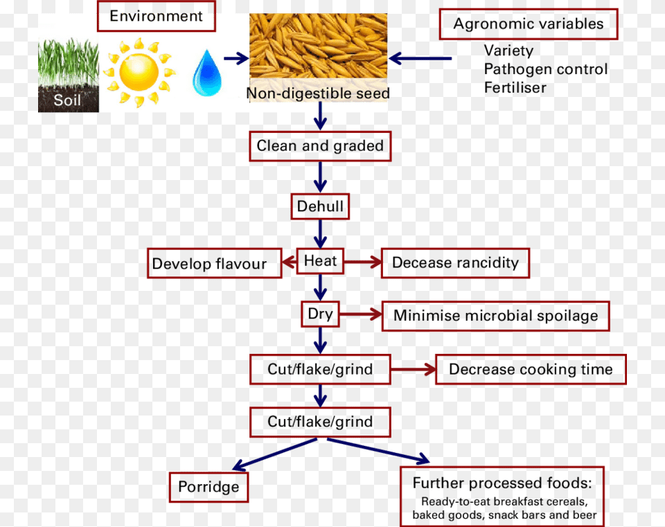 A Flow Diagram Showing The Production Of Oats On The Oat Milling Flow Chart Free Png