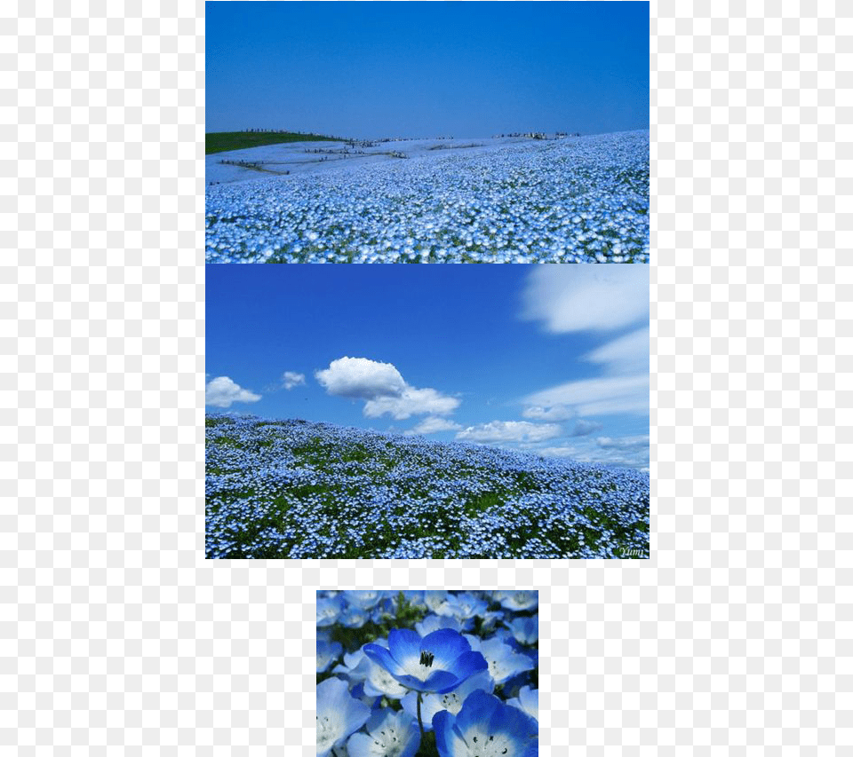 A Flower Field 400 Seeds Florida Amp Gulf Coast Wildflower Mix Puerto, Anemone, Sky, Plant, Petal Free Png Download