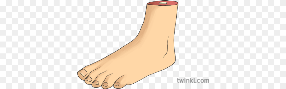 A Foot Illustration For Women, Ankle, Body Part, Person, Smoke Pipe Png Image