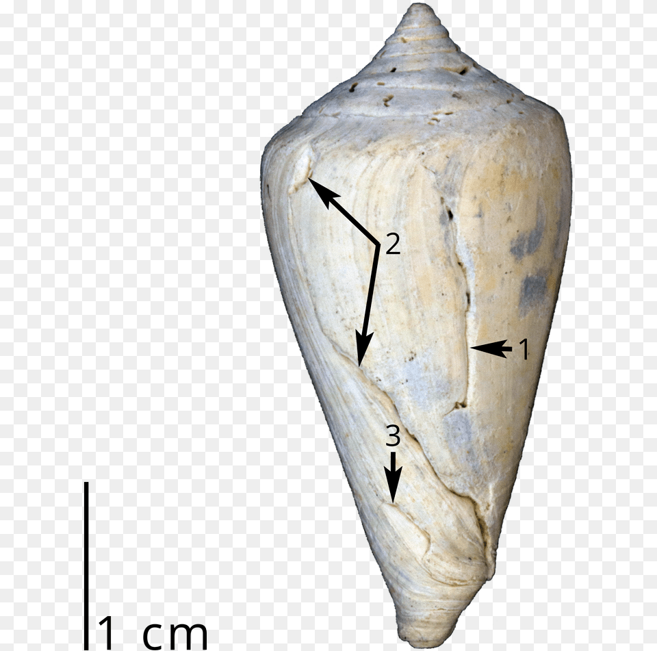 A Fossil Cone Snail Shell Showing Three Different Sets Leafhopper, Animal, Invertebrate, Sea Life, Seashell Free Png