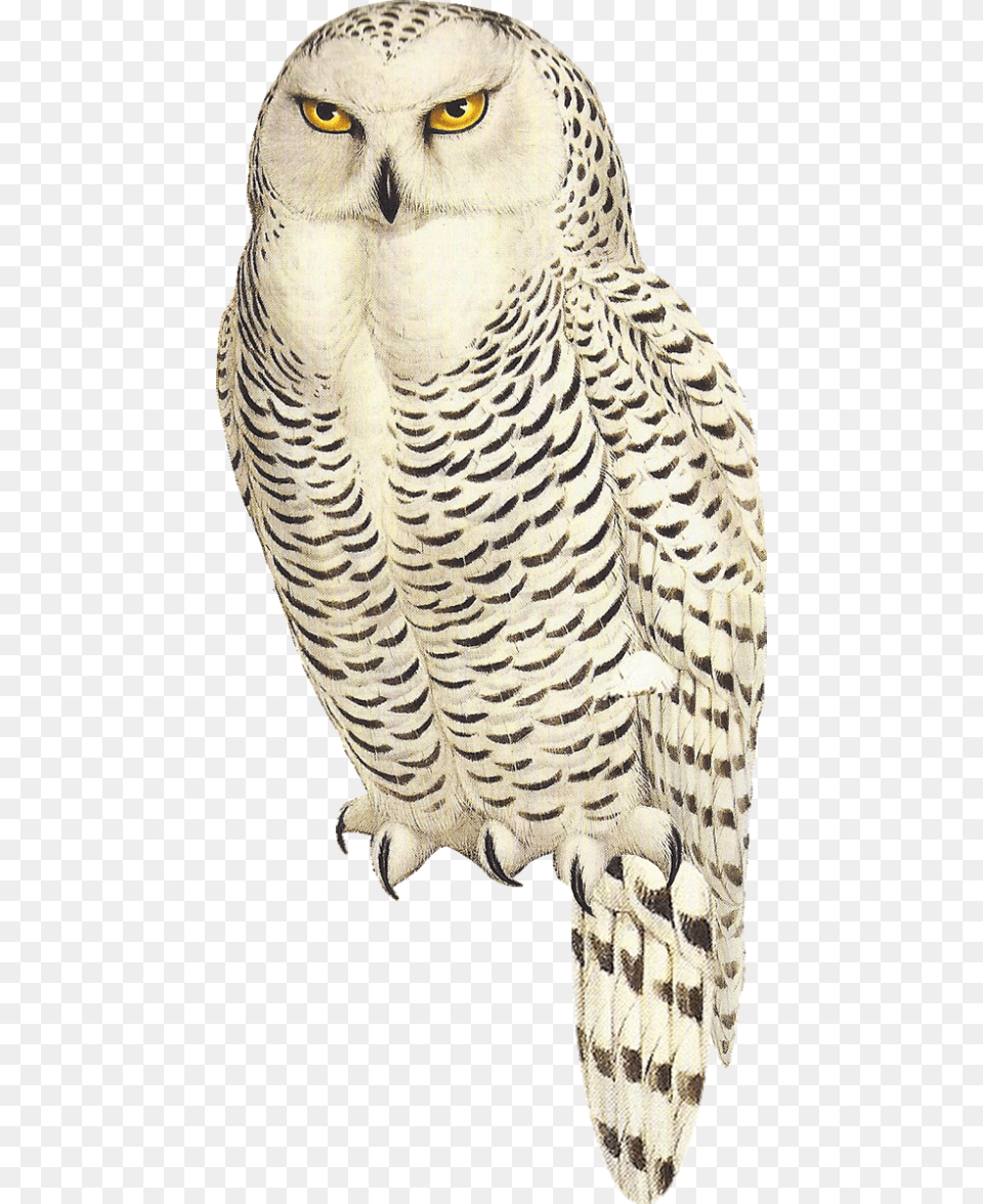 A Freebie Snow Owl For My New Quotbirdcagesquot Scrap Buy Enlarge 0 587 Snowy Owl Paper Size, Animal, Bird Png Image
