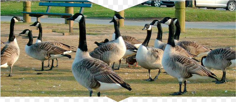 A Gaggle Of Geese Canada Goose, Animal, Waterfowl, Bird, Beak Png