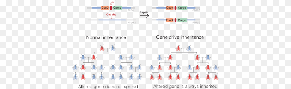 A Gene Drive Is A Genetic Engineering Technology That Gene Drive, Chess, Game, Symbol Free Png Download