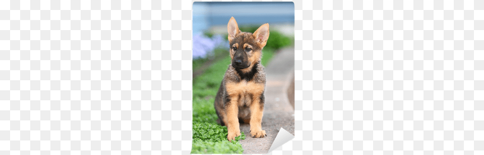 A German Shepherd Puppy Sits Alert In A Garden Wall German Shepherd, Animal, Canine, Dog, German Shepherd Png