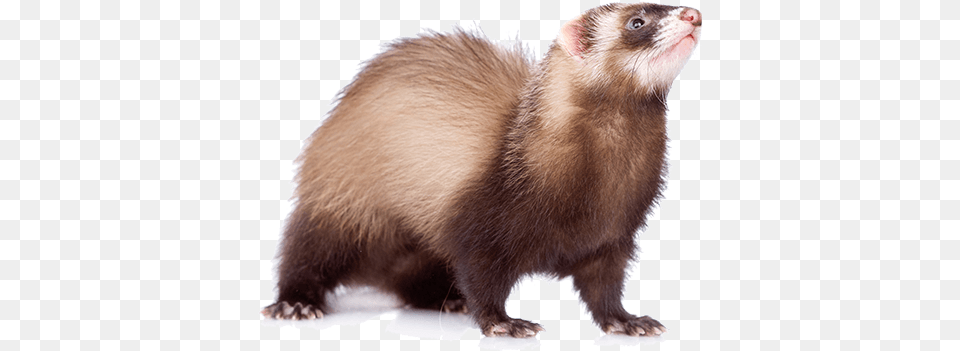 A Go Mink, Animal, Mammal, Rat, Rodent Free Png