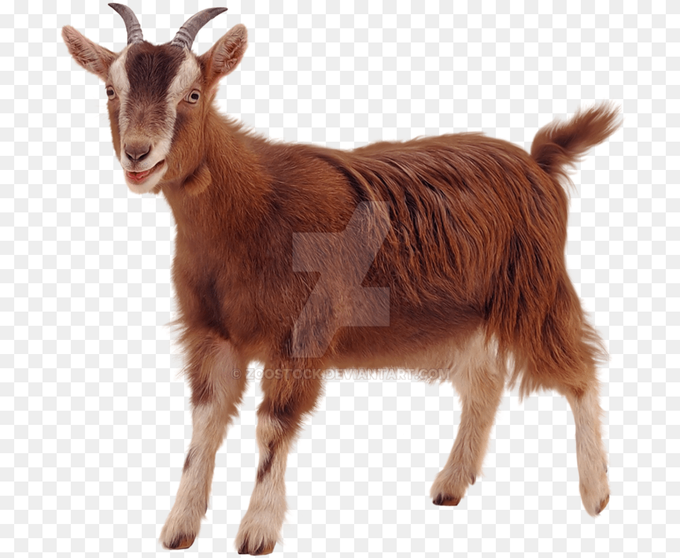 A Goat Pet On A Background By Zoostock Goat, Livestock, Animal, Mammal, Antelope Free Png Download