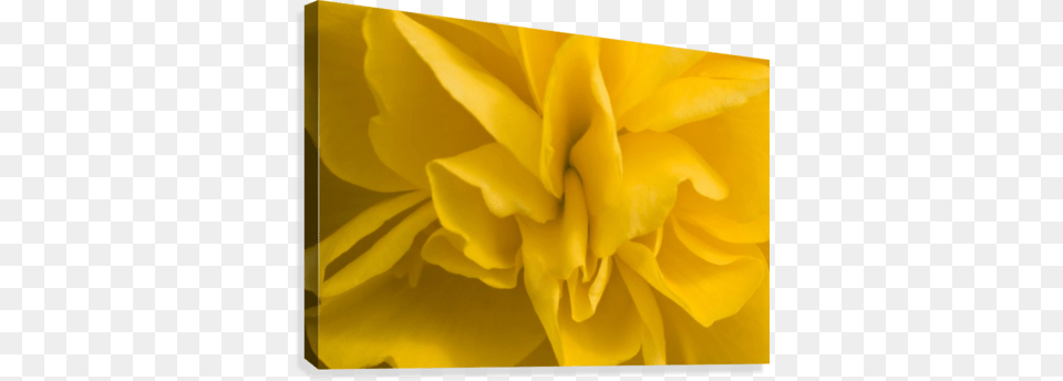 A Golden Begonia Canvas Print Posterazzi A Golden Begonia Poster Print, Flower, Plant, Rose Png