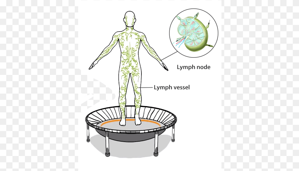 A Graphic Representation Of The Human Lymphatic System Rebounding Lymphatic System, Adult, Male, Man, Person Free Png Download