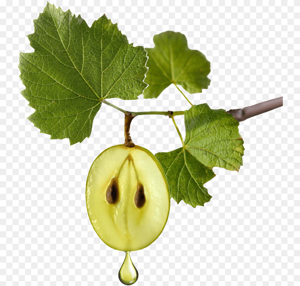 A Green Grape Transparent Decorative Growing On The Grapeseed, Leaf, Plant, Food, Fruit Png Image