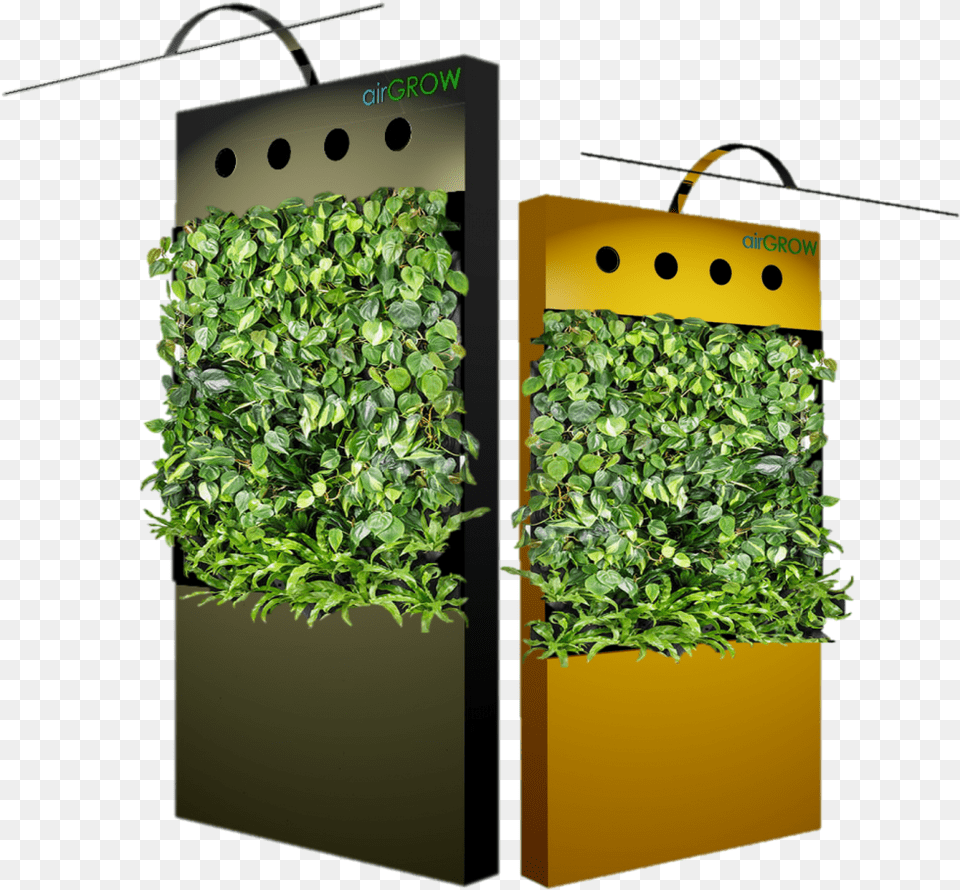A Green Wall, Jar, Plant, Planter, Potted Plant Png Image