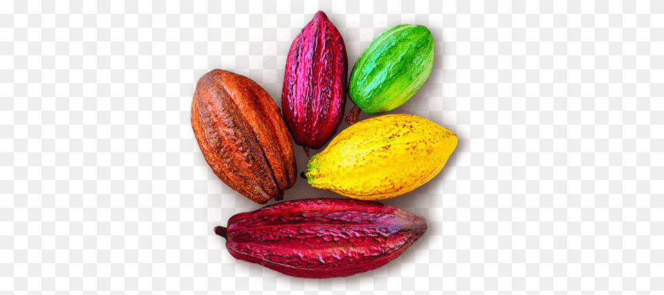 A Group Of Colourful Cocoa Pods Stock Photography, Dessert, Food, Fruit, Pear Png