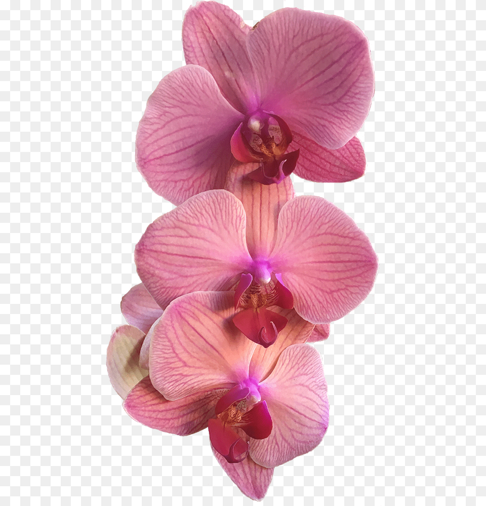 A Group Of Three Pink Orchids Pink Orchid, Flower, Plant Free Png