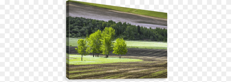 A Group Of Trees In A Grassy Field Surrounded By Soil Group Of Trees In A Grassy Field Surrounded By Soil, Plant, Tree, Grass, Outdoors Png Image