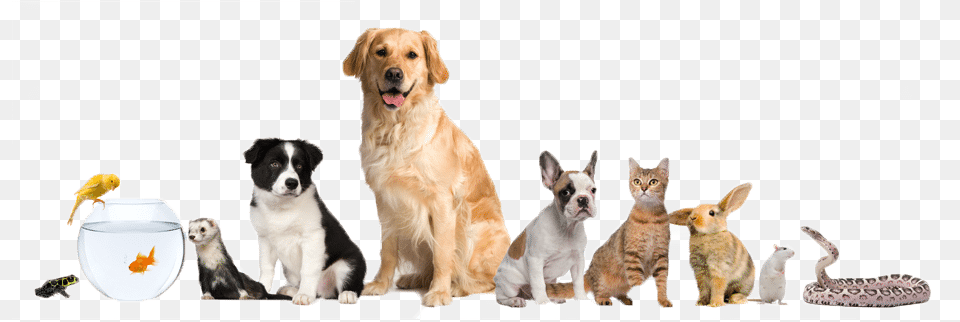 A Group Of Various Pets Pet Care Service, Animal, Canine, Dog, Mammal Free Transparent Png