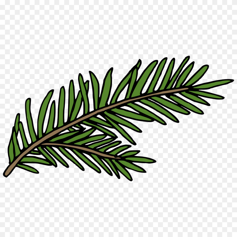 A Hand Painted Green Fern Winter Decorative, Conifer, Leaf, Plant, Tree Free Transparent Png