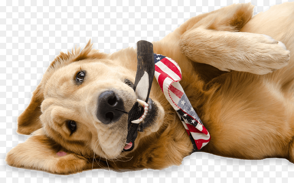A Happy Golden Retriever With An American Flag Hankerchief Dog Holding American Flag, Animal, Canine, Golden Retriever, Mammal Free Transparent Png
