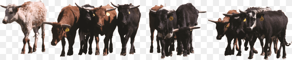 A Herd Of Cattle Herd Of Cattle, Animal, Bull, Livestock, Mammal Free Png Download