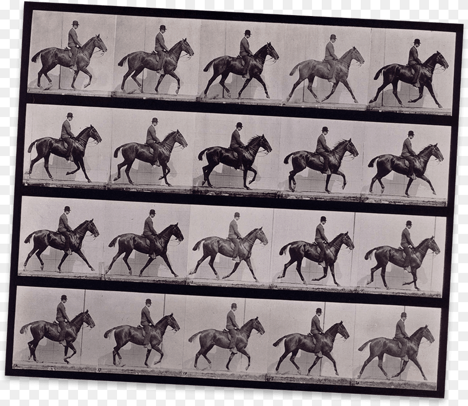 A Horse Moving Captured In Many Frames On This Contact Daisy With Rider, Animal, Herd, Person, Mammal Free Png Download