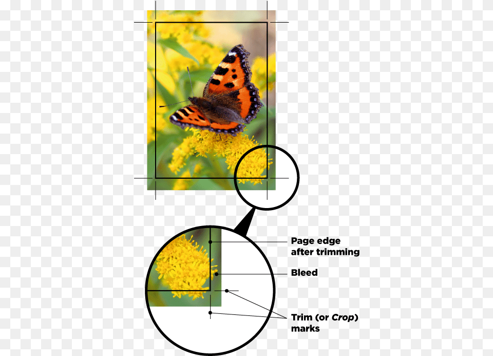 A Image With Crop Marks Small Tortoiseshell, Animal, Insect, Invertebrate, Butterfly Free Png