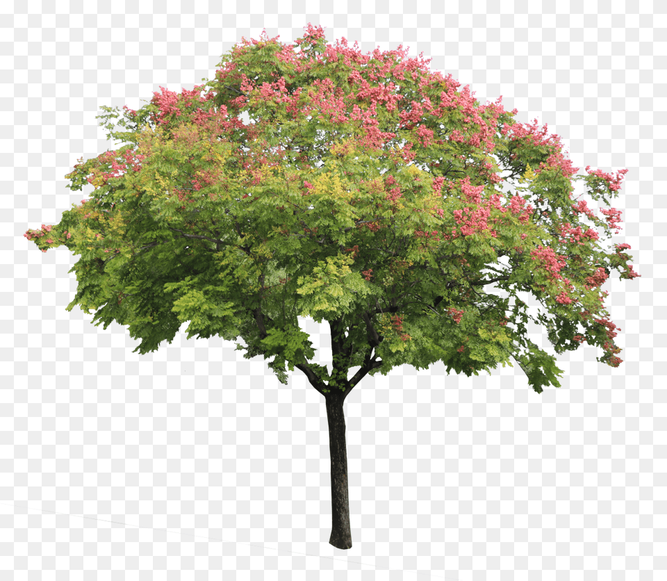 A Jabonero De La China 01 Pnghttps Swamp Maple, Plant, Tree, Leaf Free Png Download