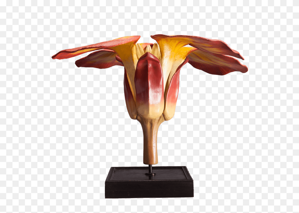 A Large Botanical Model By Deyrolle Botany, Flower, Flower Arrangement, Plant, Petal Png