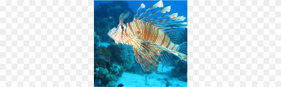A Lion Fish Is A Poisonous Spiky Fish Found In Western Halkidiki Diving, Animal, Sea Life, Sea, Reef Png