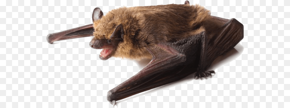 A Little Brown Bat Perched On Its Wings Bats Black Or Brown, Animal, Mammal, Wildlife, Cat Free Png