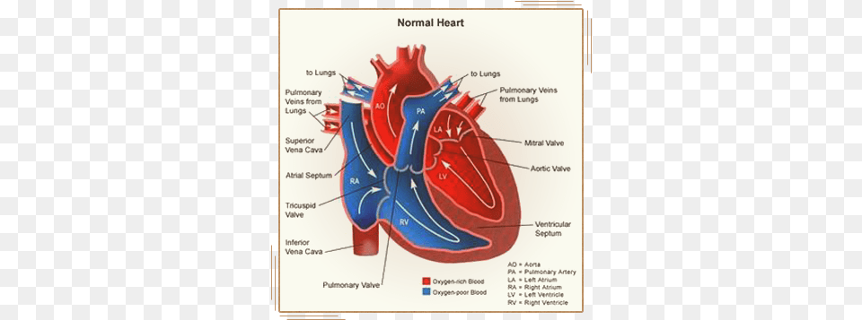 A Little Something About The Human Heart Part Of The Heart Prevents Blood, Dynamite, Weapon, Body Part, Face Free Png Download