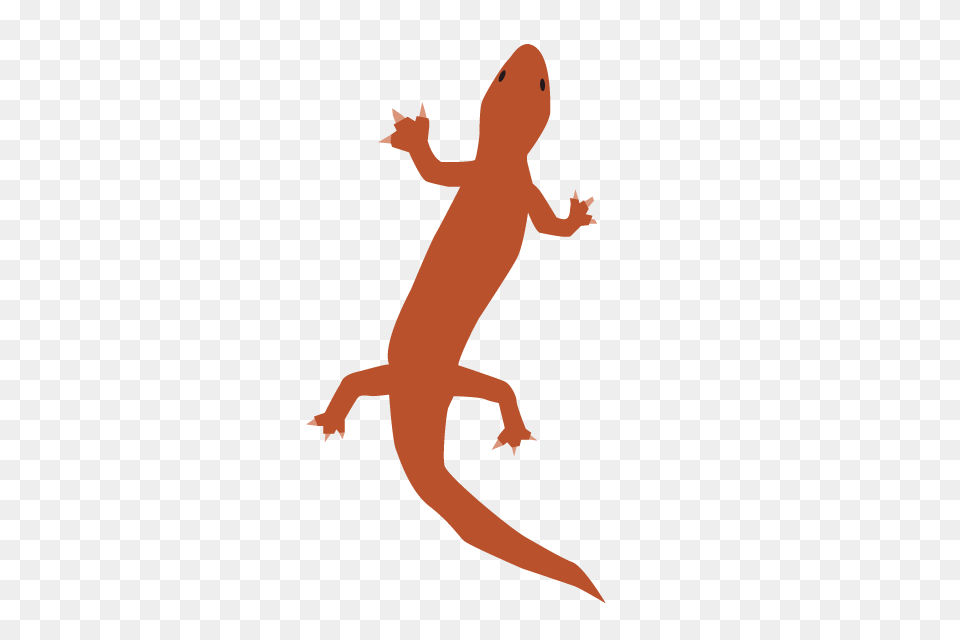 A Lizard Clip Art Material Illustration Image, Person, Animal, Amphibian, Salamander Free Transparent Png