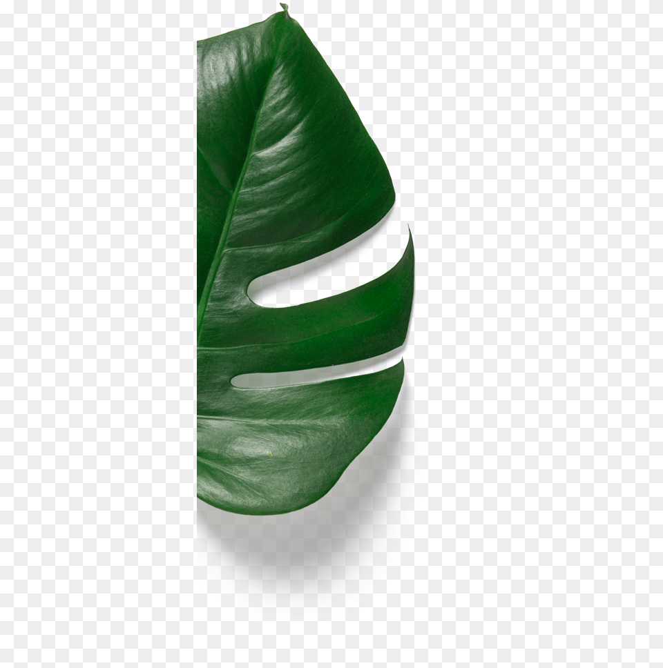 A Logo Looking Like A Jewel Monstera Deliciosa, Leaf, Plant, Flower Png