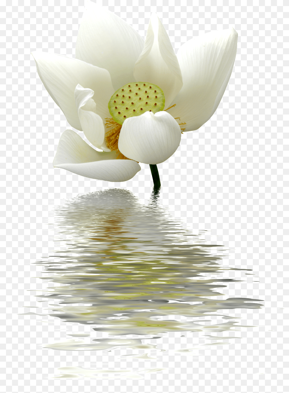 A Lotus Flower Transparent Lotus Cecilia Sfalsin Frases Bom Dia, Petal, Plant, Anemone, Rose Png Image
