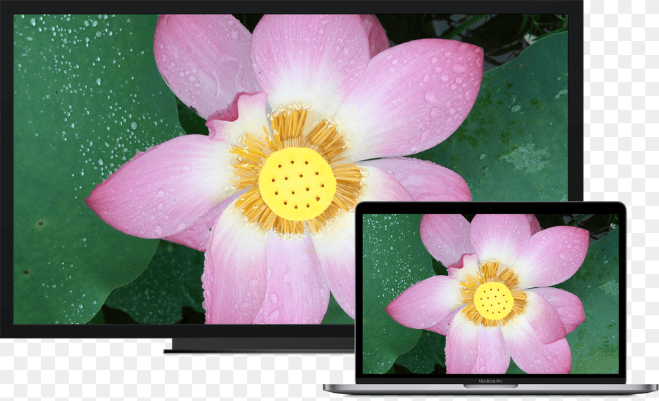 A Macbook Pro Next To An Hdtv Used As An External Display Final Cut Pro X Waveform, Anemone, Flower, Plant, Petal Png Image