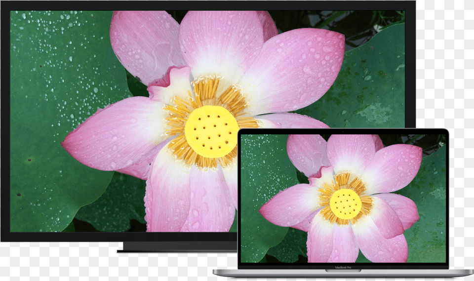 A Macbook Pro Next To An Hdtv Used As An External Display Out Of Gamut Vectorscopio, Anemone, Flower, Petal, Plant Png