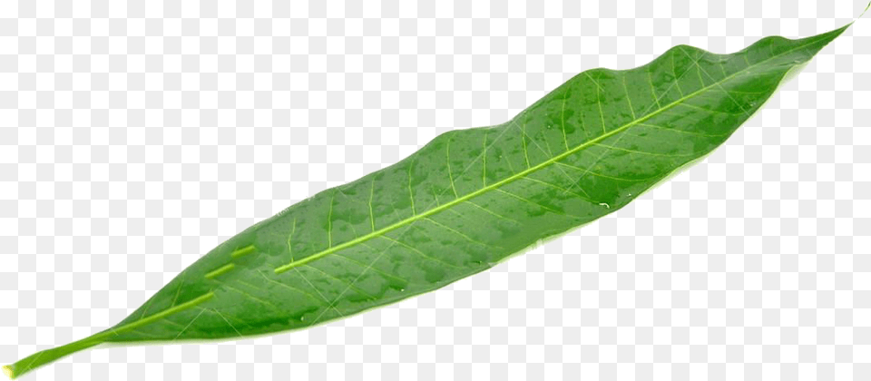 A Mango Leaf Mango Tree Leaf, Plant Free Png Download