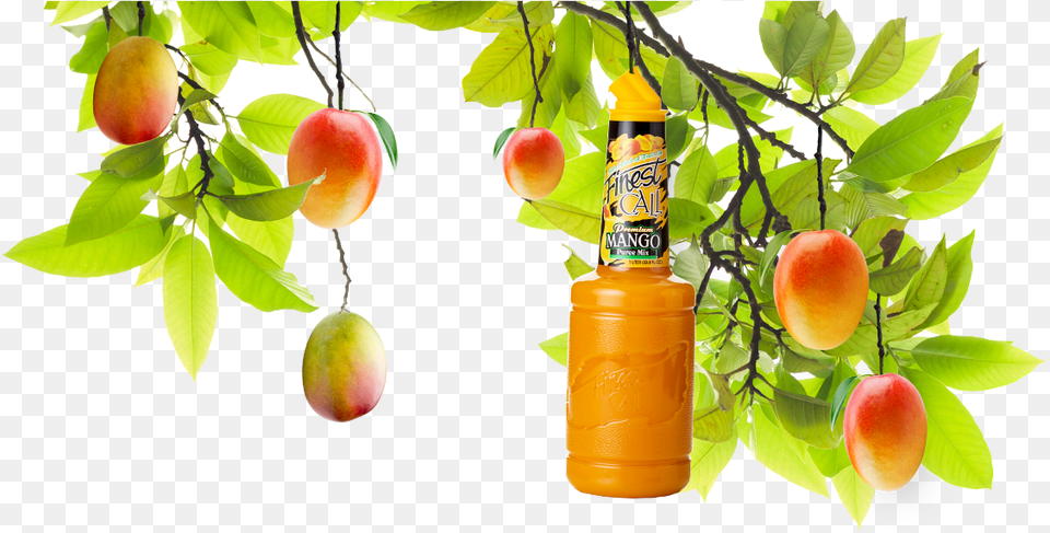 A Mango Tree With A Mixed Drinks Mango Mixer Hanging Master Of Mixes Mango Daiquirimargarita Mixer, Food, Fruit, Plant, Produce Png Image