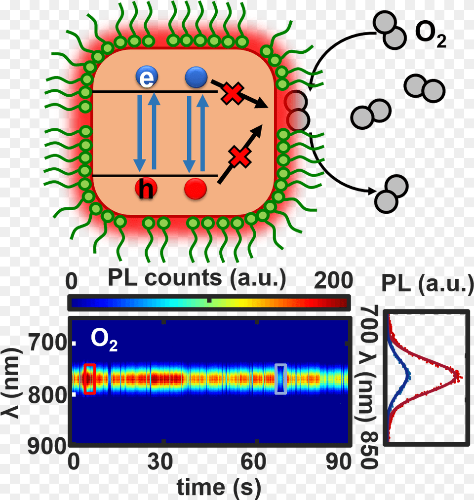 A Mechanistic Study Of Single Particle Photoluminescence Circle Free Transparent Png