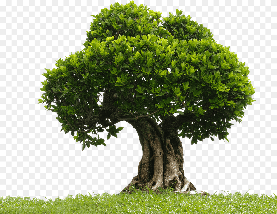 A Memory Rewind All Those Who Wander Medium, Green, Plant, Potted Plant, Tree Free Transparent Png