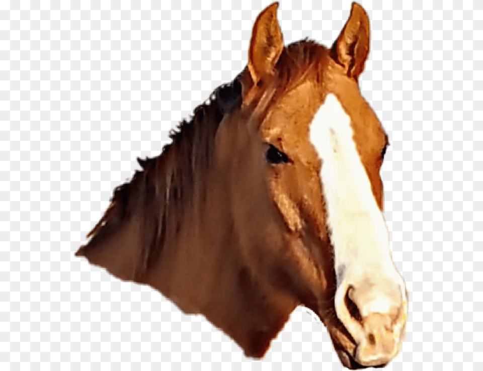 A Message From Your Godfather Sorrel, Animal, Colt Horse, Horse, Mammal Png Image