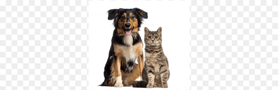 A Microchip Is A Small Device A Little Bigger Than Dogs And Cats, Animal, Canine, Cat, Dog Free Png Download