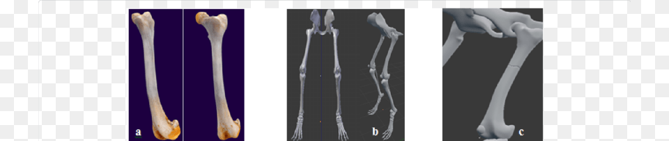 A Modeling Realistic Femur Bone Of Dog Rendered With Femur, Cutlery, Spoon, Person Png