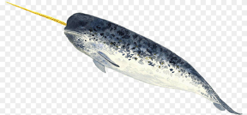 A Narwhal Narwhal Animal, Mammal, Sea Life, Whale Free Transparent Png