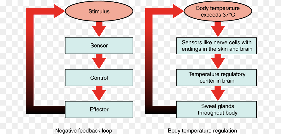 A Negative Feedback Loop Has Four Basic Parts Maintain Homeostasis, Chart, Plot, Diagram, Uml Diagram Free Png Download