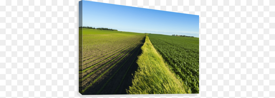 A Newly Planted Soybean Field And A Green Grain Corn Supplier Generic A Newly Planted Soybean Field, Outdoors, Nature, Countryside, Agriculture Free Transparent Png