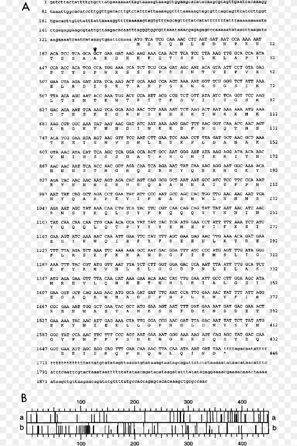 A Nucleotide Sequence Of Slf1 And Deduced Amino Acid Sequence, Gray Png Image