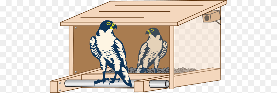A Pair Of Peregrine Falcons Reside In A Man Made Nest Tappan Zee Bridge Falcon, Animal, Bird, Hawk Png Image